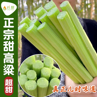 高糖甜杆种子正宗甜高粱春秋播四季阳台大田北方甘蔗水果蔬菜种孑