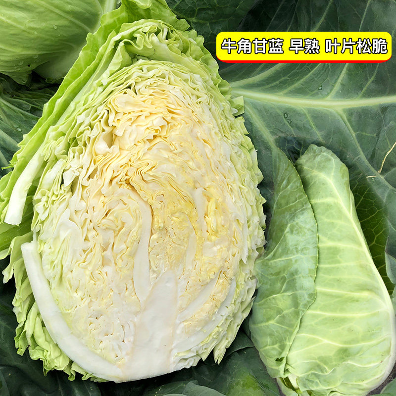 牛心甘蓝种子包菜种籽卷心菜春季夏秋四季阳台盆栽甘兰苗蔬菜种孑