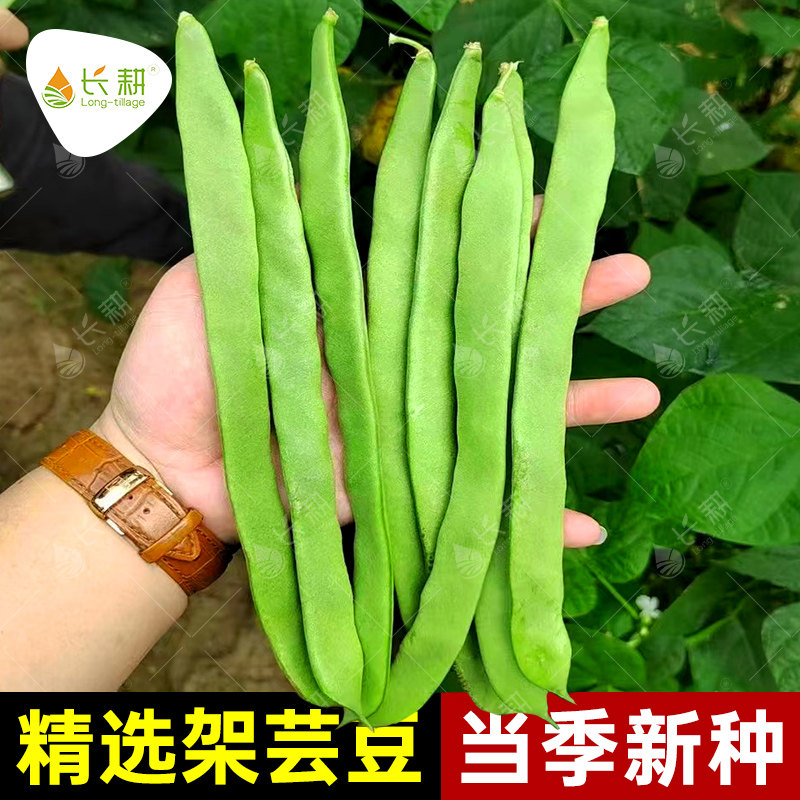 寿光架芸豆种子高产四季豆种籽春夏秋扁豆油豆角耐存储蔬菜孑杂交