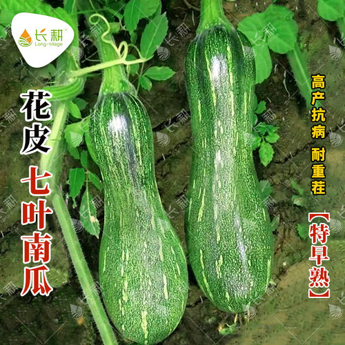 七叶南瓜种子四季早熟南瓜