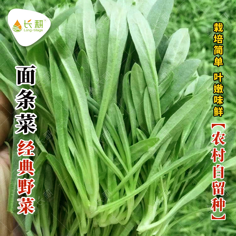 面条菜种籽大全四季野菜蔬菜籽