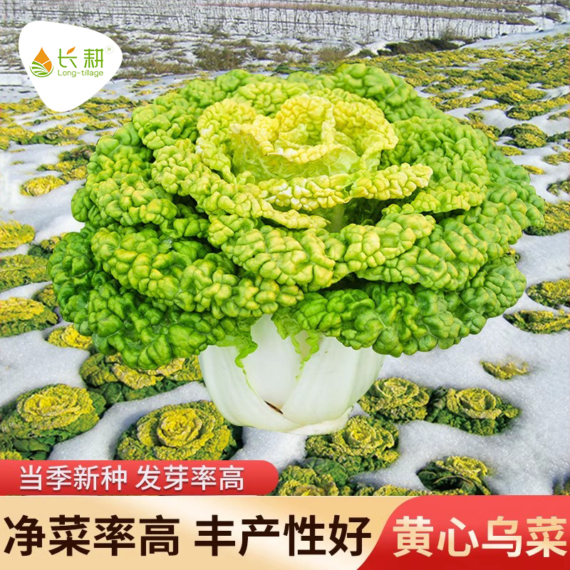 黄心乌菜种子乌塌菜四季蔬菜孑