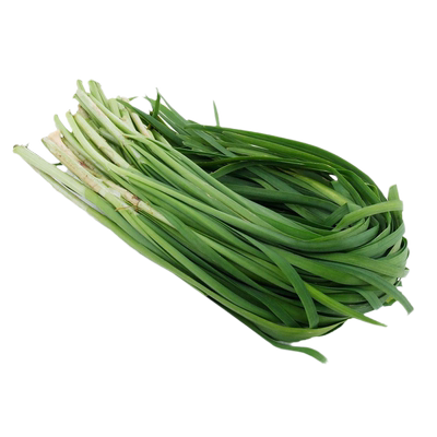 山东韭菜种子农家四季
