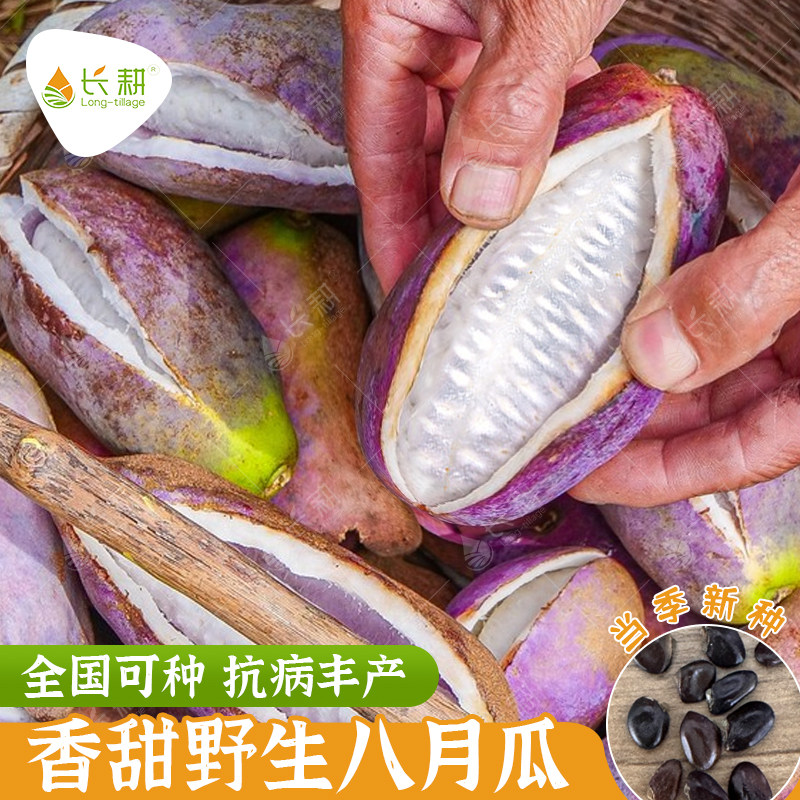 八月瓜种籽八月炸种子贵州野生8月瓜树苗籽庭院南北方种植水果孑