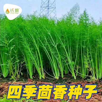 割茬小茴香种子茴香种籽菜种籽大全四季南方阳台盆栽苗秧蔬菜种孑