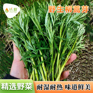 野生柳蒿芽种子东北柳蒿菜种籽春秋四季阳台盆栽耐寒野菜蔬菜种孑