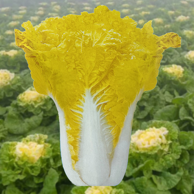 白菜籽鸭蛋黄大白菜种孑秋季四季快菜籽种子高产蔬菜种籽黄心秋季