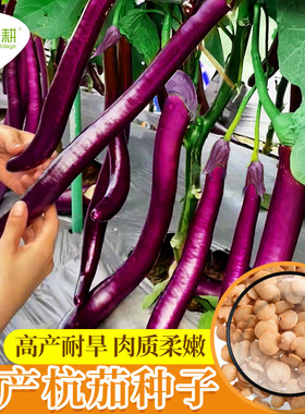 紫杭茄六号线茄子种子苗高产耐旱抗病春季夏四季黑紫色长茄子种籽