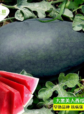 黑美人西瓜种子大果黑皮无籽西瓜种孑甜王8424四季水果懒汉瓜王苗