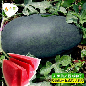 黑美人西瓜种子大果黑皮无籽西瓜种孑甜王8424四季水果懒汉瓜王苗