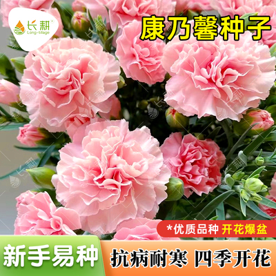 速生康乃馨种子春夏秋四季大花混色狮头石竹盆栽耐寒绿植花卉种籽