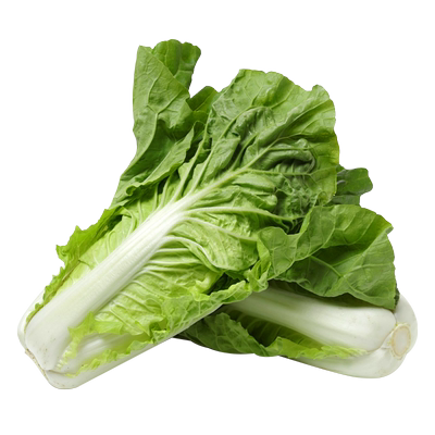 速生四季奶油快菜种子山东寿光小白菜种孑春夏秋快菜种籽青菜籽种