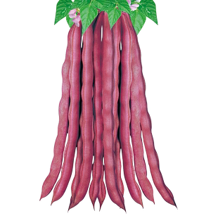 春秋紫架豆种子压趴架红芸豆种孑春秋冬四季豆角种籽盆栽蔬菜大全