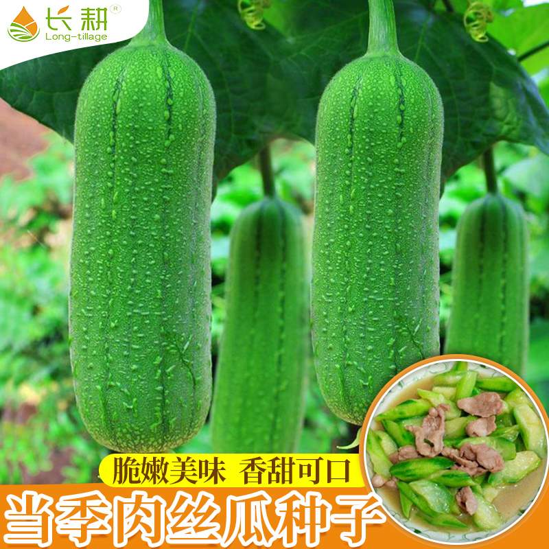 早熟丝瓜种子特大肉丝瓜种籽