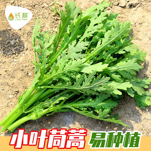 小叶茼蒿籽大叶种子菜苗皇帝四季