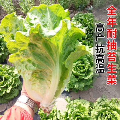 意大利生菜种子水培蔬菜种籽大全