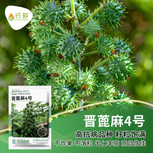 晋蓖麻种籽绿蓖麻籽手工净选蓖麻籽种子饱满野生大蓖麻子油中药材