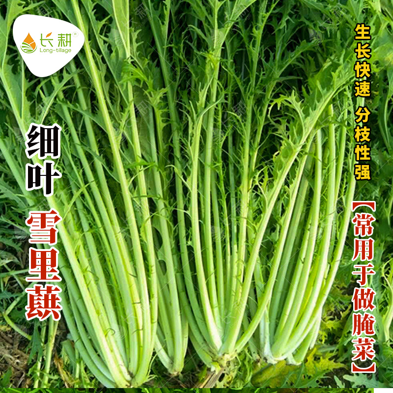 细叶雪里蕻种子冬季耐寒