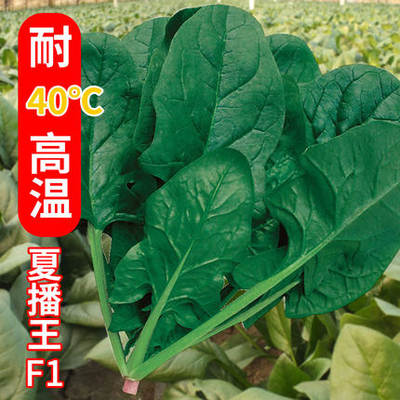 耐热菠菜种子高产抽苔圆叶夏季