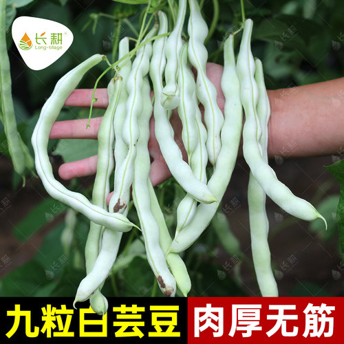 早熟高产，发芽率高，抗病性强