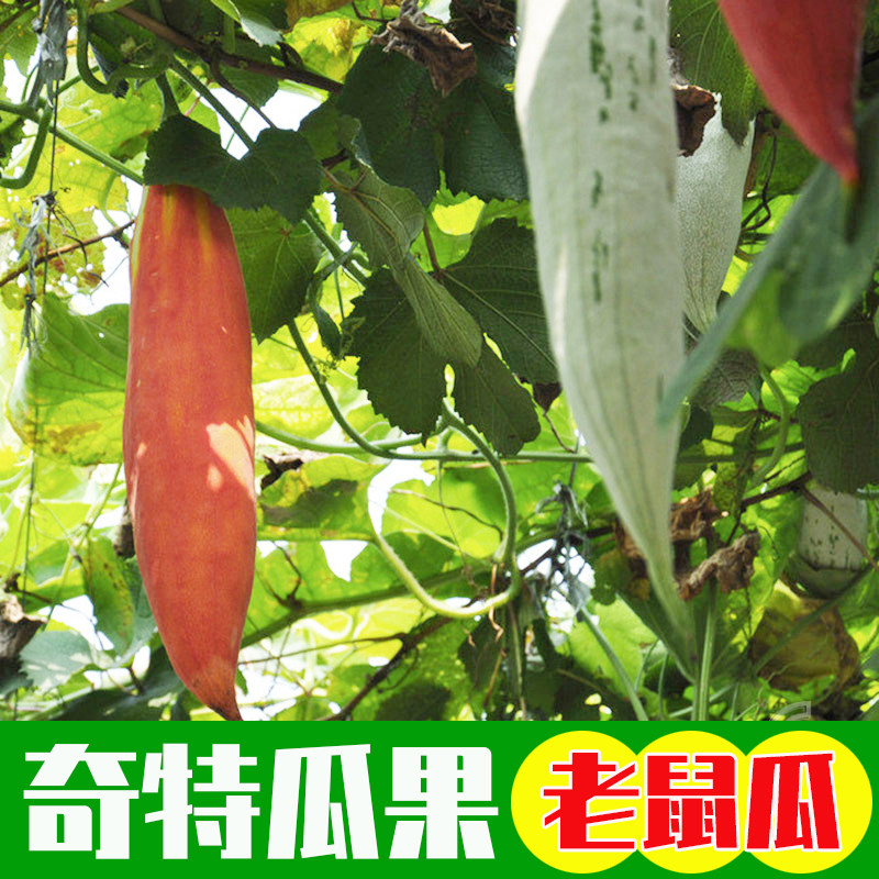 变色老鼠瓜种籽春秋四季高产菜种籽爬藤蔬菜瓜果种孑大全彩瓜观赏