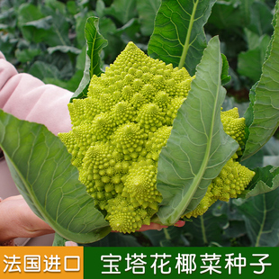 阳台绿色蔬菜花菜种孑 进口宝塔菜种子花椰菜种籽菜花种夏播秋四季