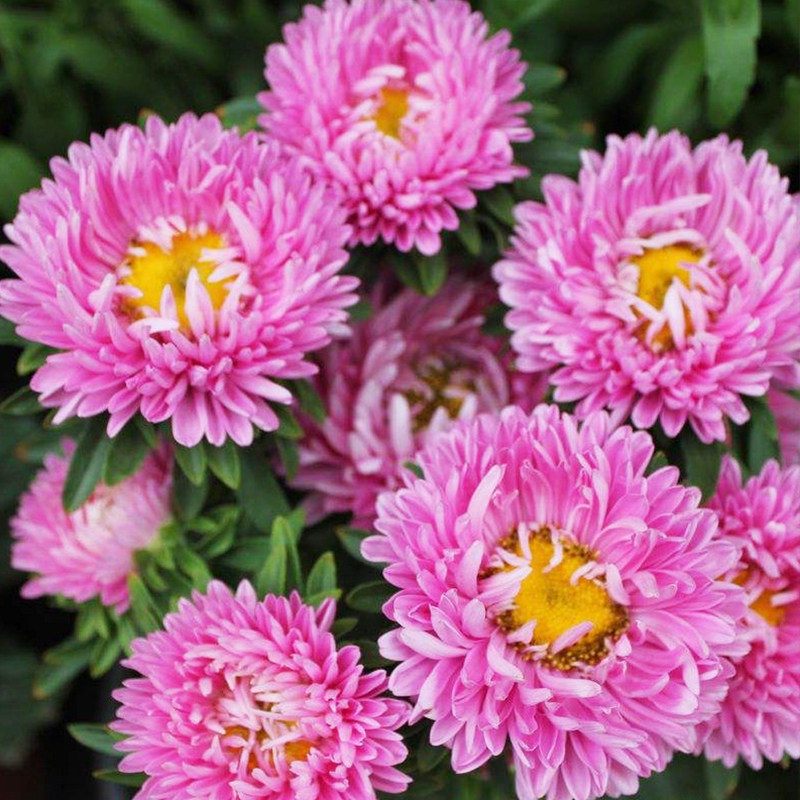 矮翠菊种子大花复瓣春季四季种籽室内阳台盆栽易种植物花卉种孑