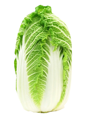 秋播大白菜种子棵棵18斤白菜籽种大全秋四季耐寒阳台大田蔬菜种子