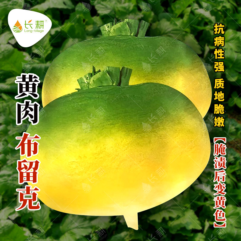 黄肉布留克种子蔓菁甘蓝卜留克种籽夏秋阳台盆栽杨大头菜蔬菜种孑
