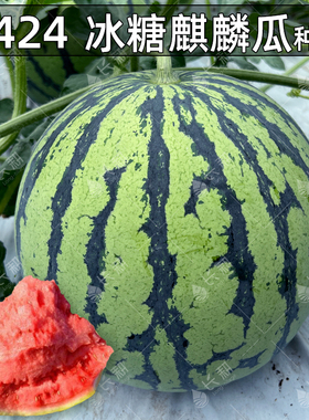 8424冰糖麒麟西瓜种子甜王高产麒麟懒汉无籽巨型西瓜四季水果种孑