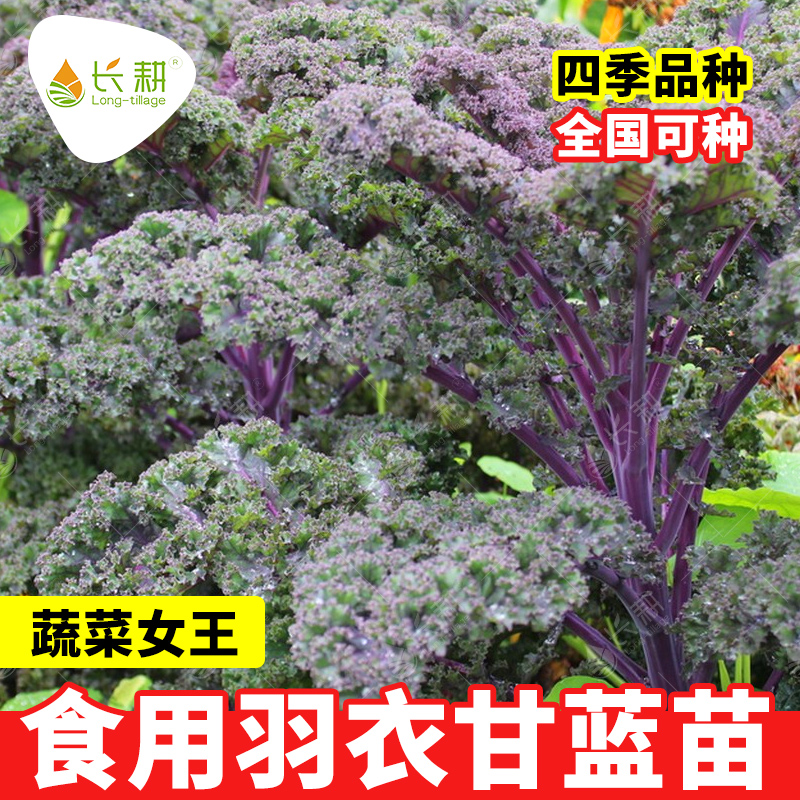 紫色羽衣甘蓝苗子甘蓝种苗种子春秋四季阳台盆栽甘兰秧苗蔬菜种孑
