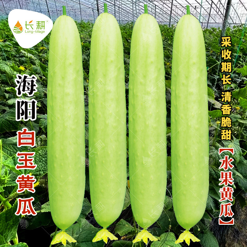 海阳白玉水果黄瓜种子春秋甜脆黄瓜种籽四季阳台盆栽旱黄瓜种孑苗 - 实物图