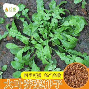 大叶荠菜种籽地菜种子高产野菜种孑秋冬四季 农家阳台盆栽蔬菜种孑