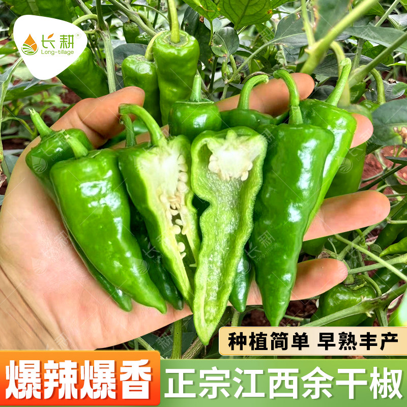 江西余干椒种子正宗余干枫树薄皮土辣椒种籽春秋四季阳台蔬菜种孑图片
