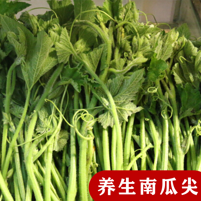 养生南瓜苗种子专吃茎叶南瓜种子特色蔬菜籽春季夏秋