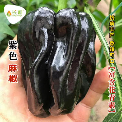 黑麻椒种子微辣紫辣椒种籽蔬菜种孑南方春四季盆栽种植黑辣椒种子