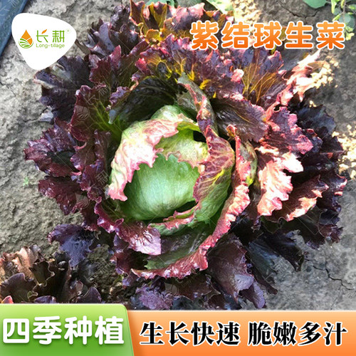 耐寒紫结球生菜种子春秋包心汉堡生菜种籽甜脆高产盆栽蔬菜种孑苗
