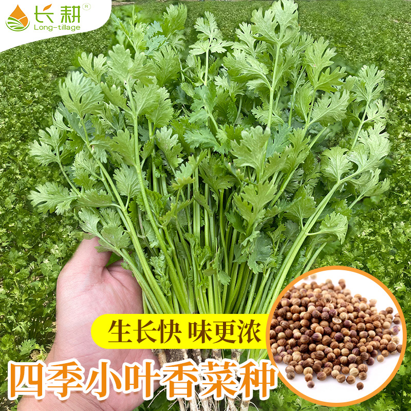农家小叶香菜四季阳台盆栽芫荽苗