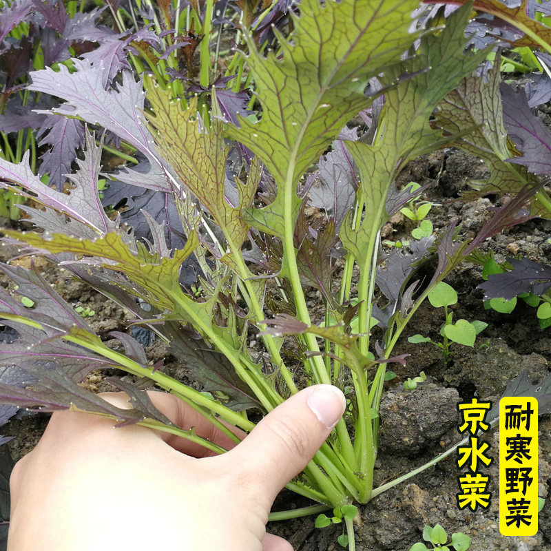 紫京水菜种子紫水晶菜种籽春季四季青菜野菜高产保健特色蔬菜种孑