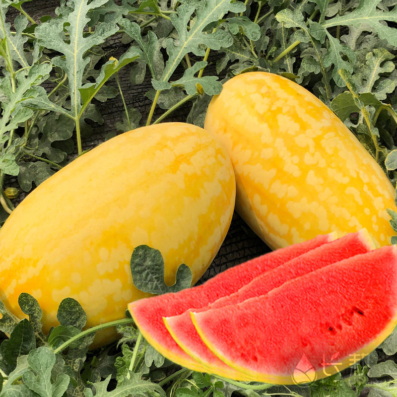 金美人西瓜种子超甜巨型春季