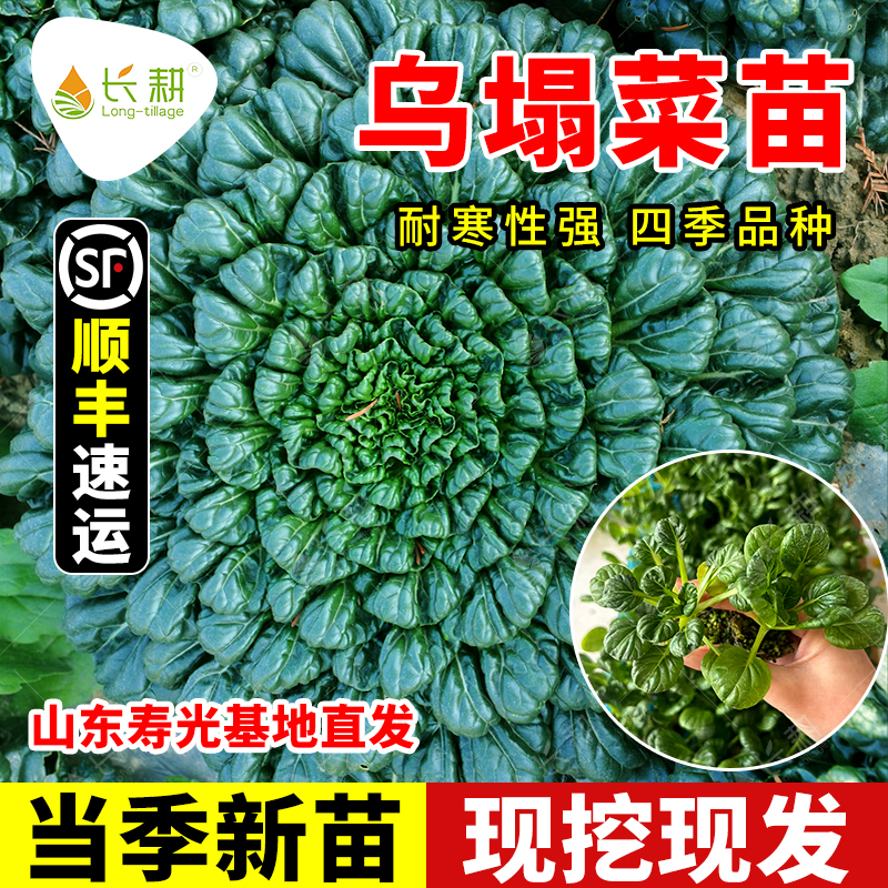 耐寒乌塔菜秧苗小八叶乌塌菜苗子春秋四季阳台乌塔菜种籽蔬菜孑苗