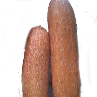 麻皮黄瓜种子东北老黄瓜秋黄瓜种籽耐热春秋四季高产蔬菜种孑大全