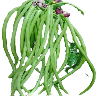 美国无架豆种子高产早熟春季秋季四季蔬菜种子地豆角种孑豇豆种籽