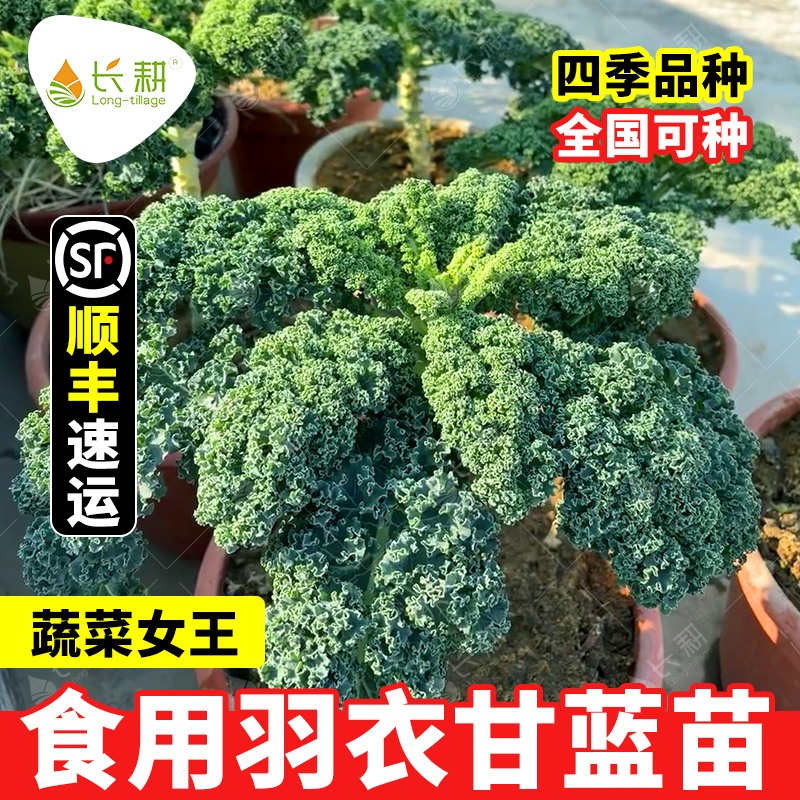 食用羽衣甘蓝苗子春秋四季阳台盆栽杂交观赏甘兰秧苗种籽蔬菜种孑