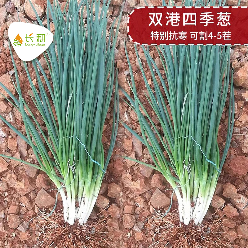 四季分葱种子山东盆栽红根
