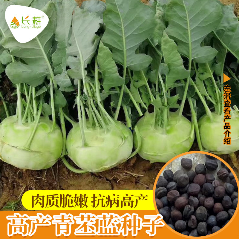 青苤兰蓝种子天津松根水果绿丕兰红丕兰春秋种皮薄质脆生食鲜嫩