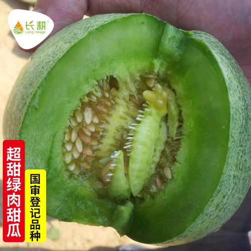 绿宝石甜瓜种子苗超甜薄皮水果种