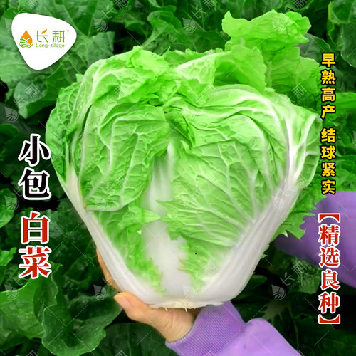 大白菜种子早熟郑研小包