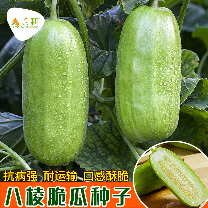八棱脆瓜种子黄河脆一窝猴菜瓜种籽烧瓜春秋四季生吃无糖早生种孑