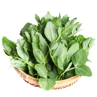 无须豌豆尖种子口口脆豌豆苗种籽春秋播四季大全蔬菜种孑荷兰豆子